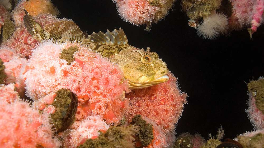 yellow fish and pink coral