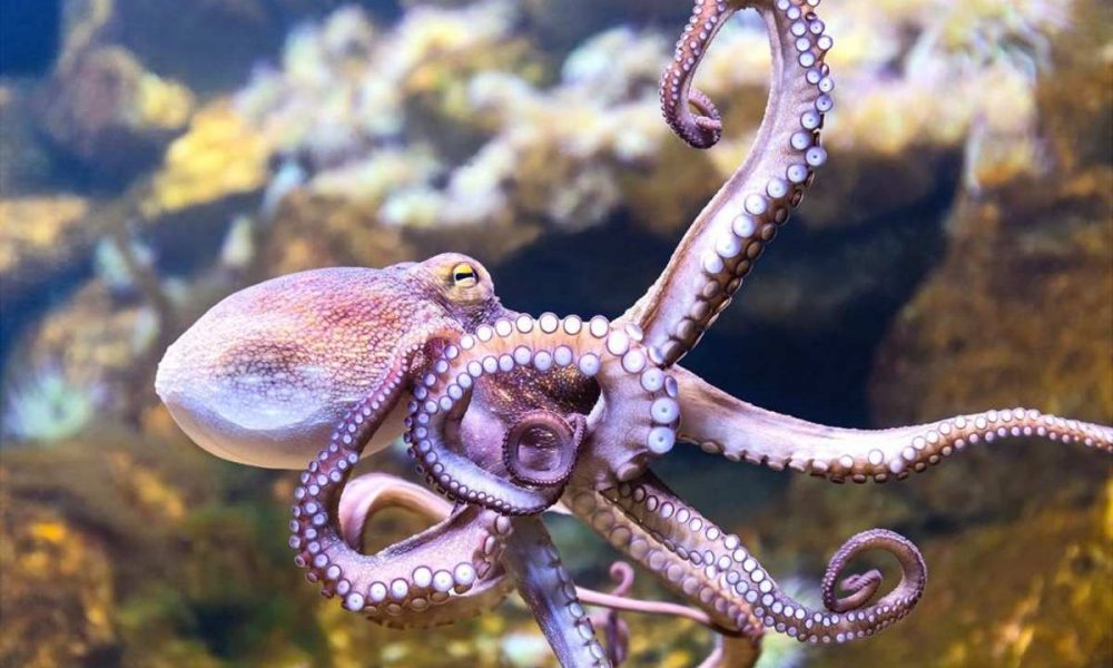 Experts Want to Stop the World's First Octopus Farm - Owner's Magazine