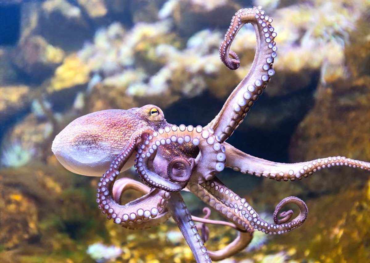 floating octopus