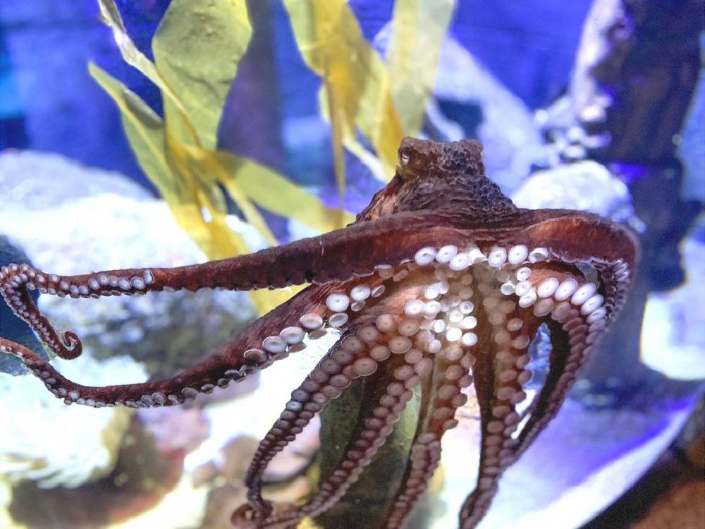 octopus leaning on glass