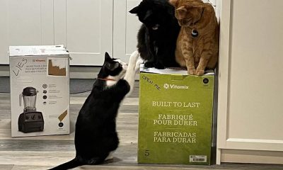 three cats on green box