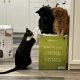 three cats on green box