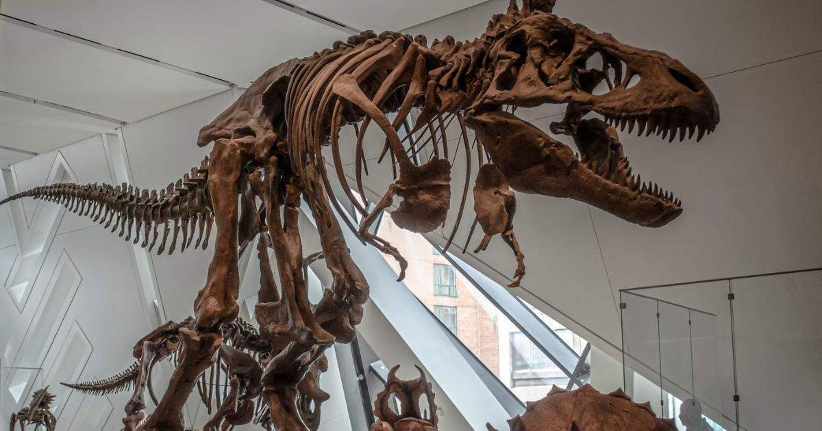 display of dinosaur's bones