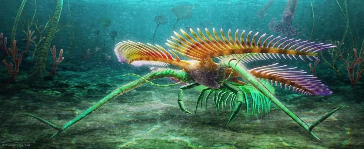 aquatic arthropod