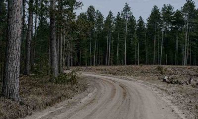 forest and dirt road