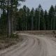 forest and dirt road