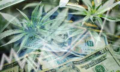 cannabis and dollar bills