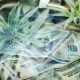 cannabis and dollar bills