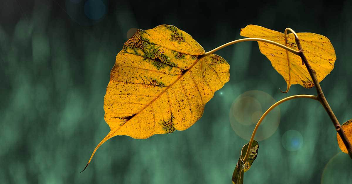 yellow leaves