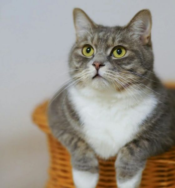 cat